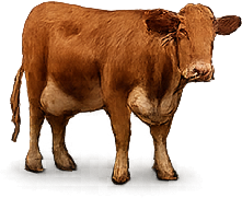 Cow