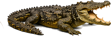 Crocodile