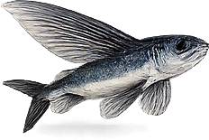 Flying fish