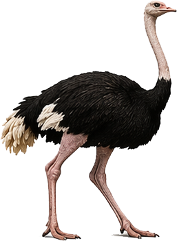 Ostrich
