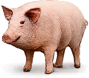 Pig
