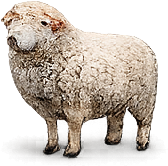 Sheep
