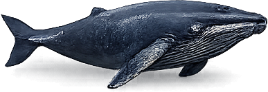 Whale