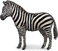 Zebra
